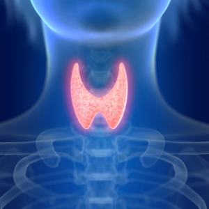 thyroid